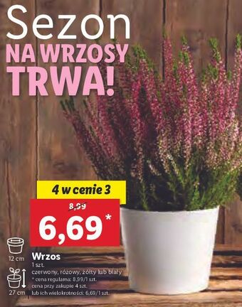 Lidl Wrzos żółty 12 cm oferta