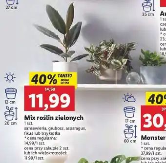 Lidl Trzykrotka oferta