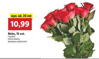 Lidl Róże oferta