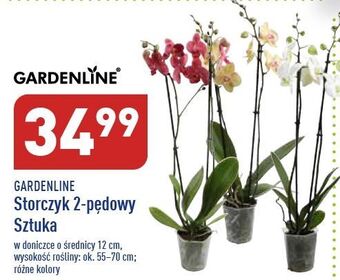 ALDI Storczyk 2-pędowy garden line oferta