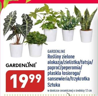ALDI Zielistka garden line oferta