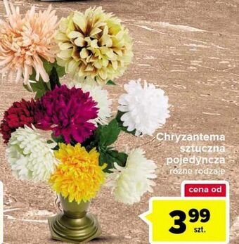 Carrefour Chryzantema pojedyncza oferta