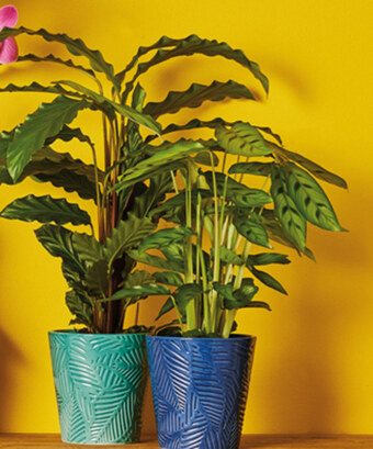 Biedronka Roślina doniczkowa oferta