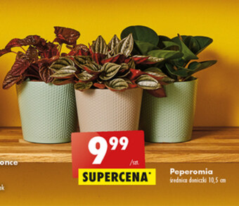 Biedronka Roślina doniczkowa oferta