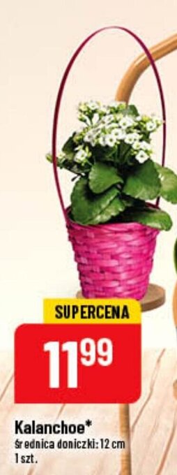Polomarket Kalanchoe oferta