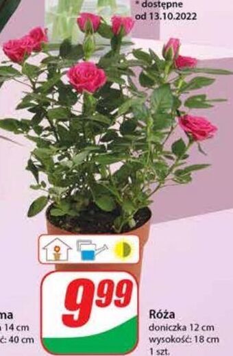 Dino Róża 12 cm oferta