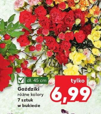 Kaufland Goździki 45 cm oferta
