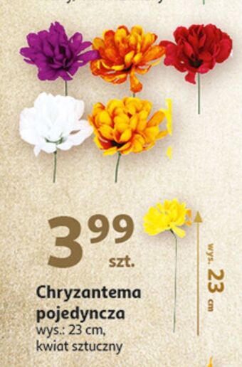 Auchan Chryzantema pojedyncza oferta