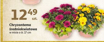 Auchan Chryzantema średniokwiatowa oferta