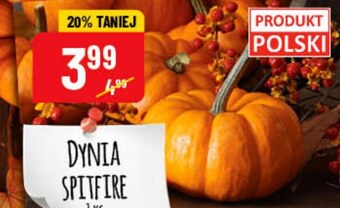 Polomarket Dynia oferta