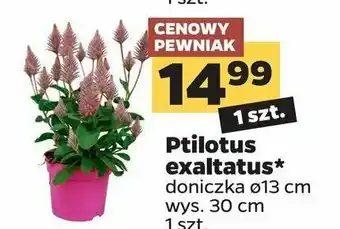 Netto Ptilotus 1 SZT oferta