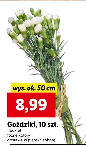 Lidl Goździki 50 cm oferta