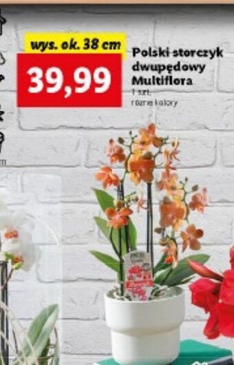 Lidl Storczyk dwupędowy oferta