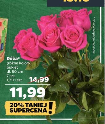 Netto Róża oferta
