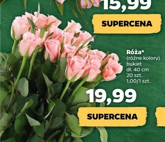 Netto Róża oferta