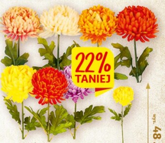 Auchan Chryzantema oferta