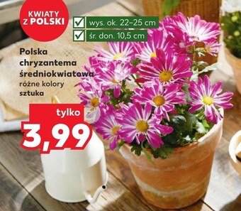 Kaufland Chryzantema oferta