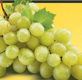 Netto Winogrona oferta