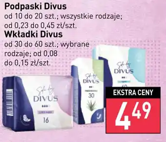 Stokrotka divus podpaski oferta