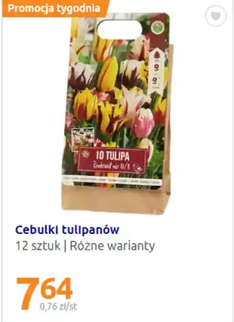 Action Cebulki tulipanów 12szt. oferta