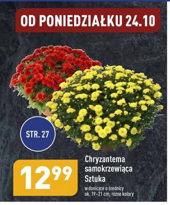 ALDI Chryzantema oferta