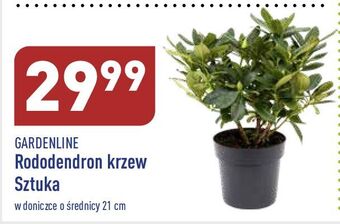 ALDI Rododendron garden line oferta