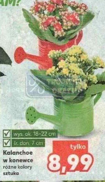 Kaufland Kalanchoe w konewce oferta