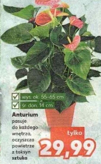 Kaufland Anturium oferta