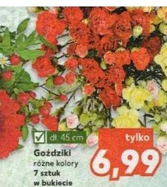 Kaufland Goździki oferta