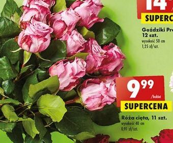 Biedronka Róża 40 cm oferta