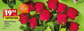Biedronka Róże premium 50 cm oferta