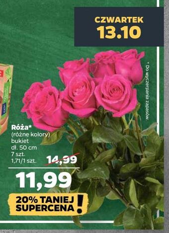 Netto Róże oferta