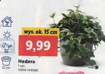 Lidl Hedera 1 sztuka wysokość około 15 cm oferta