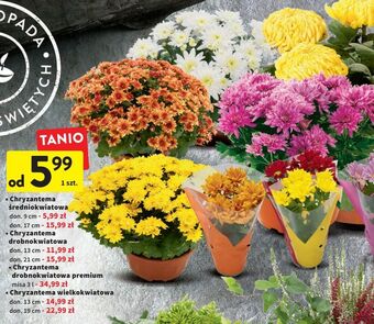 Intermarche Chryzantema drobnokwiatowa śr. don. 13 cm oferta