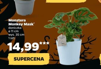 Netto Monstera monkey mask oferta