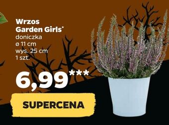 Netto Wrzos garden girls oferta