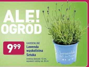 ALDI Lawenda wąskolistna Sztuka oferta