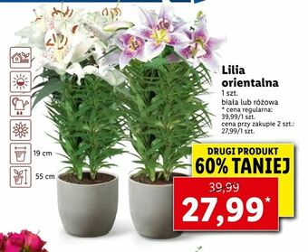 Lidl Lilia orientalna oferta
