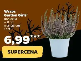 Netto Wrzos garden girls donica 11 cm oferta