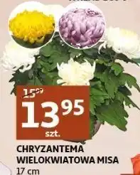 Chryzantema wielkokwiatowa