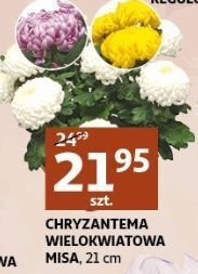 Auchan Chryzantema wielkokwiatowa 21 cm oferta