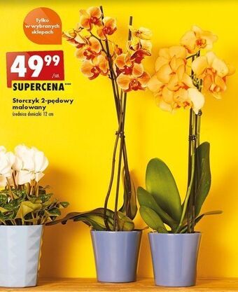 Biedronka Storczyk malowany 12 cm oferta