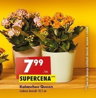 Biedronka Kalanchoe queen 10.5 cm doniczka oferta