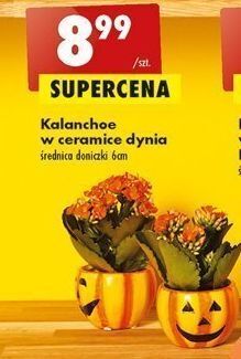 Biedronka Kalanchoe w ceramice dynia oferta
