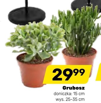 Bricomarche Roślina doniczkowa oferta