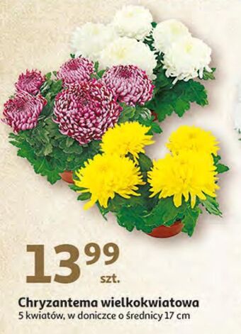 Auchan Chryzantema wielokwiatowa 17 cm oferta