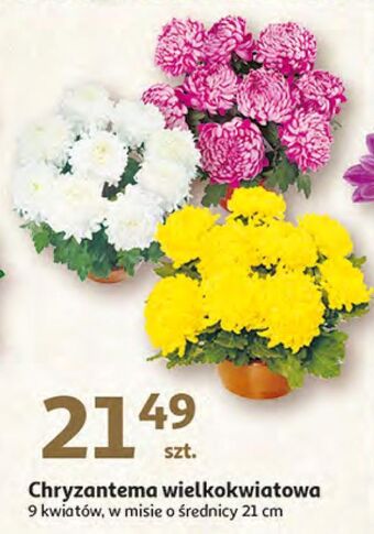 Auchan Chryzantema wielkokwiatowa 21 cm oferta