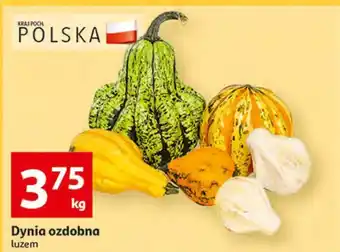 Auchan Dynia ozdobna oferta