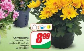 Dino Chryzantema oferta