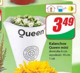 Dino Kalanchoe queen mini oferta